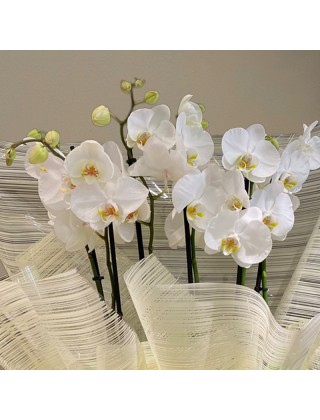 Orquideas blancas tanatorio