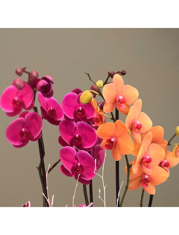 Centro orquidea colores tanatorio envio Centro orquidea colores tanatorio envio