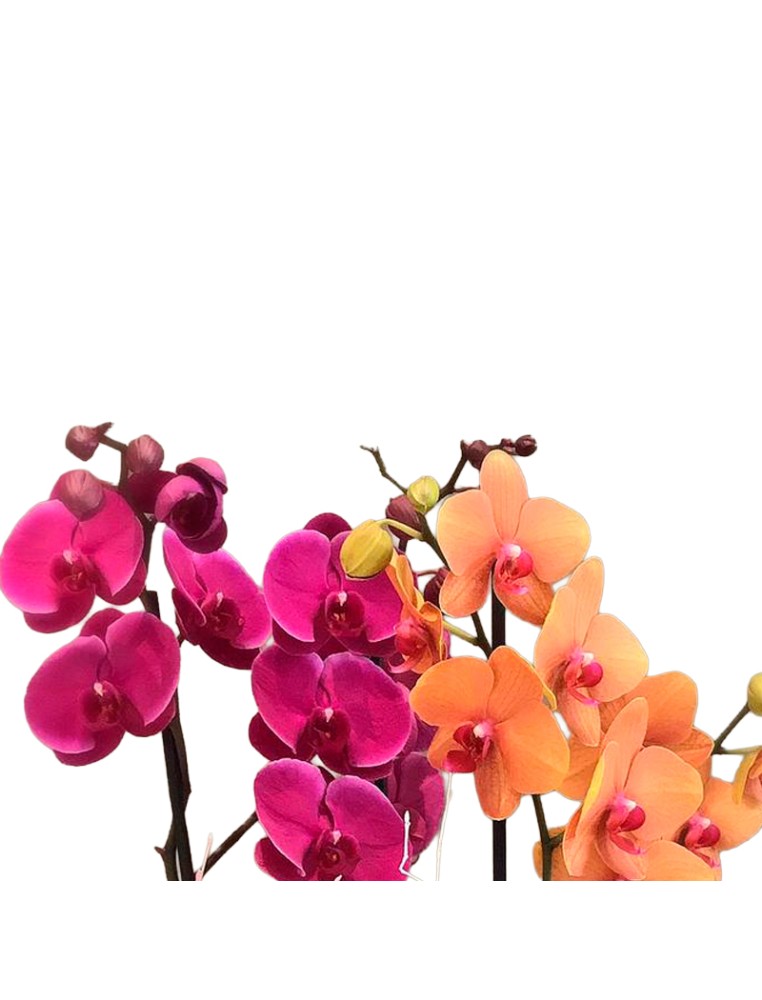 Flores Envio Vitoria Rápido