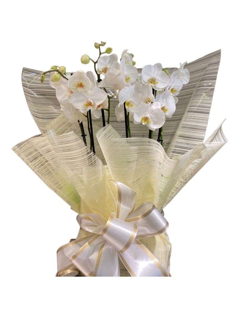 Centro Planta Orquídea Tanatorio