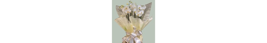 Plantas Tanatorio con Entrega en Vitoria-Gasteiz | Floristería Munain