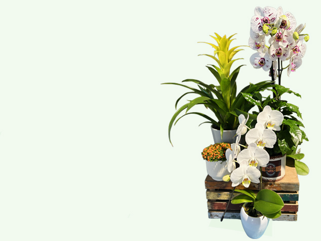 Cms-Banner2.jpg